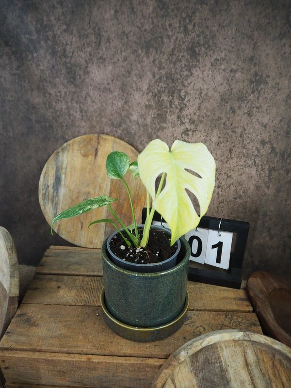 Monstera Deliciosa Mint Variegata #I