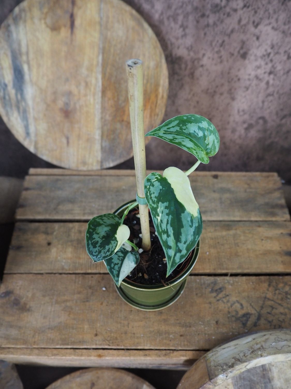 Scindapsus Mayari Variegata