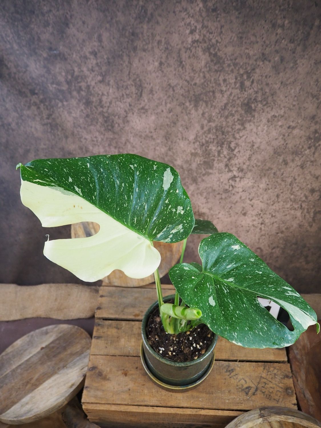 Monstera Thai Constellation S #1