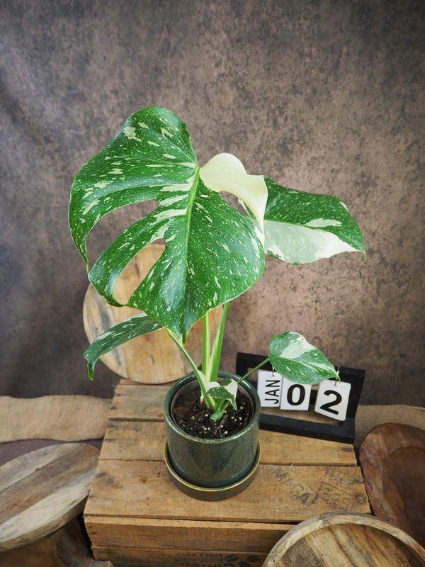 Monstera Thai Constellation S #2