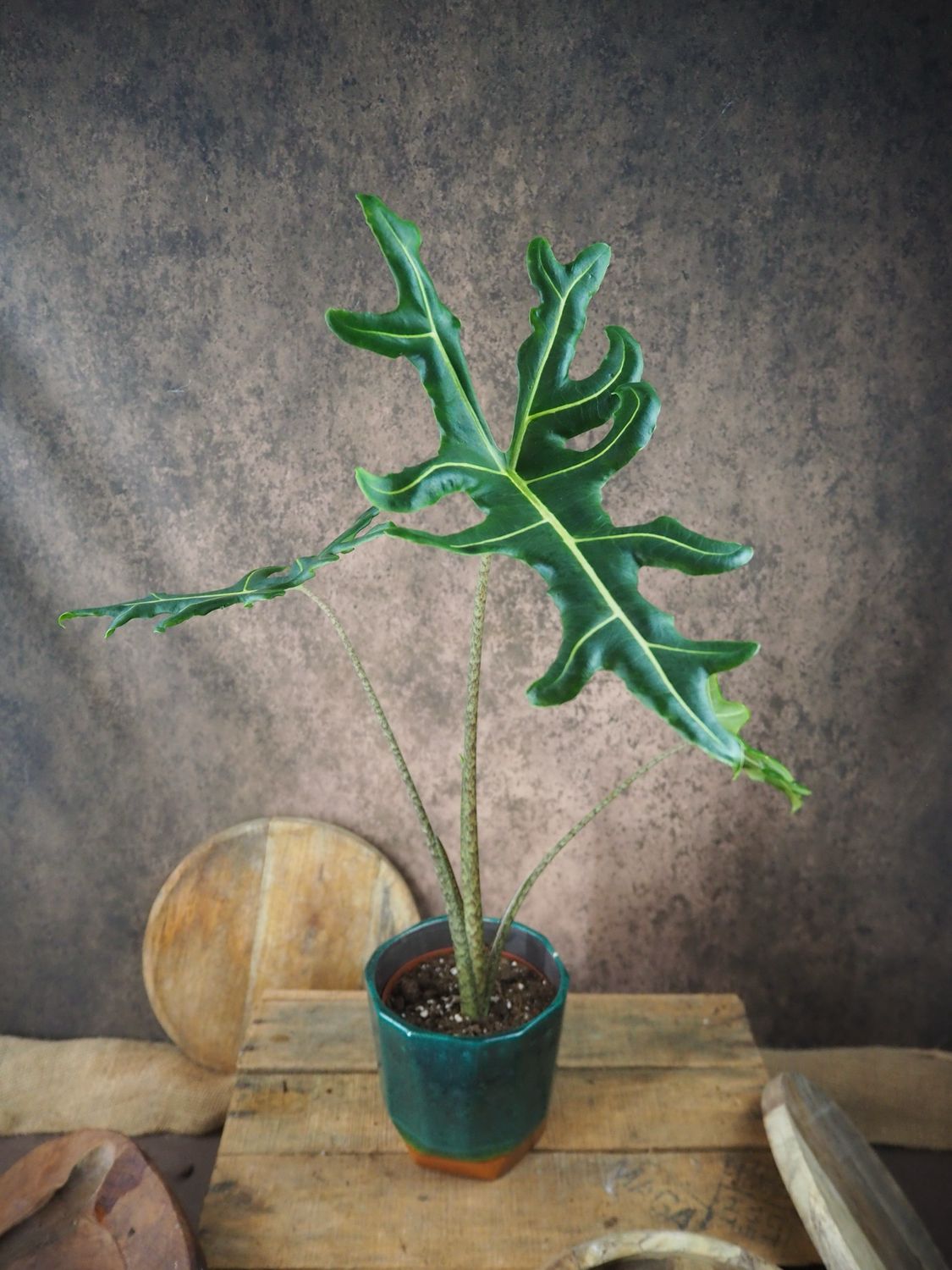 Alocasia Portei