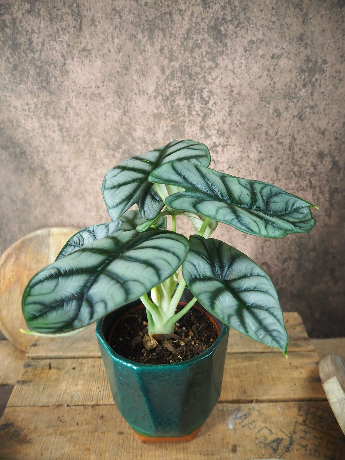 Alocasia Silver Dragon