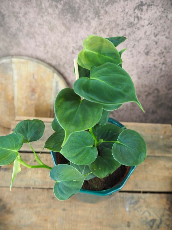 Philodendron Lupinum