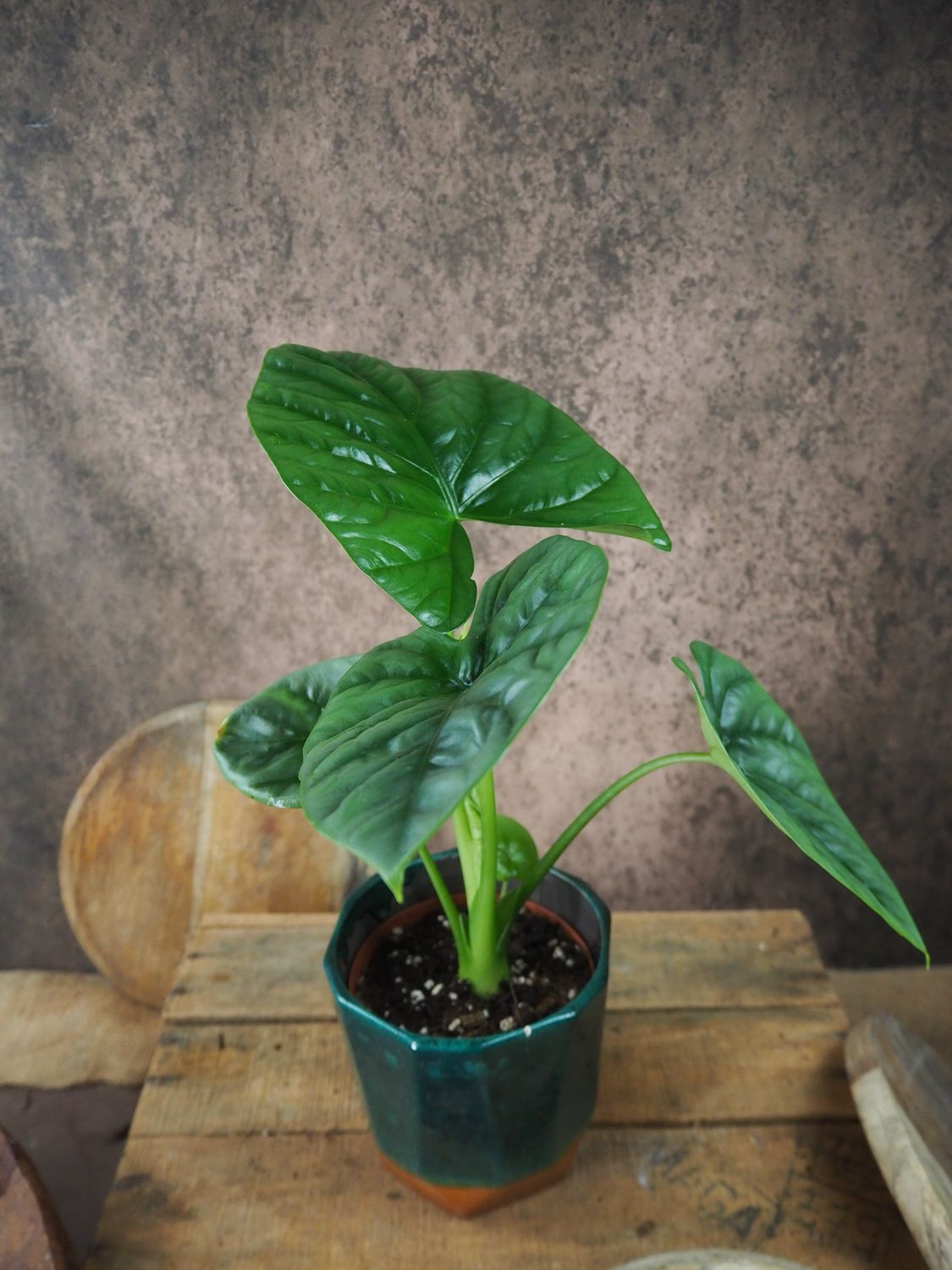 Alocasia Lukiwan
