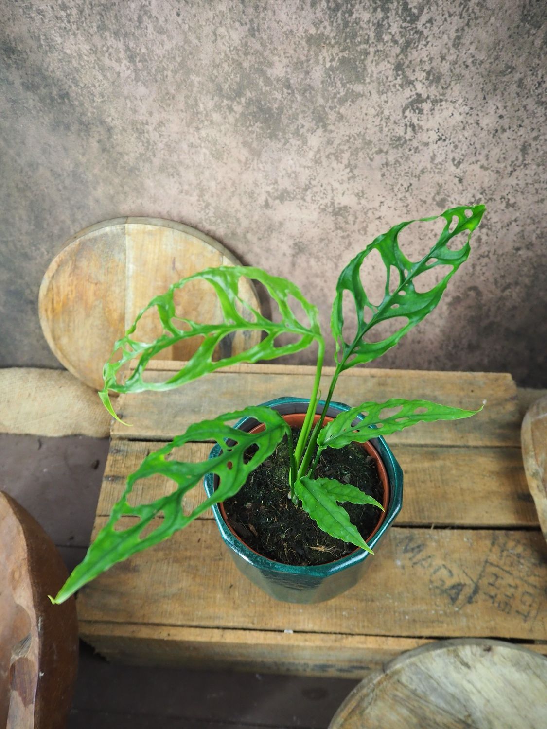 Monstera Obliqua Peru