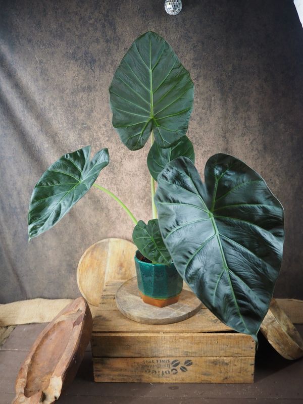 Alocasia Regal Shield