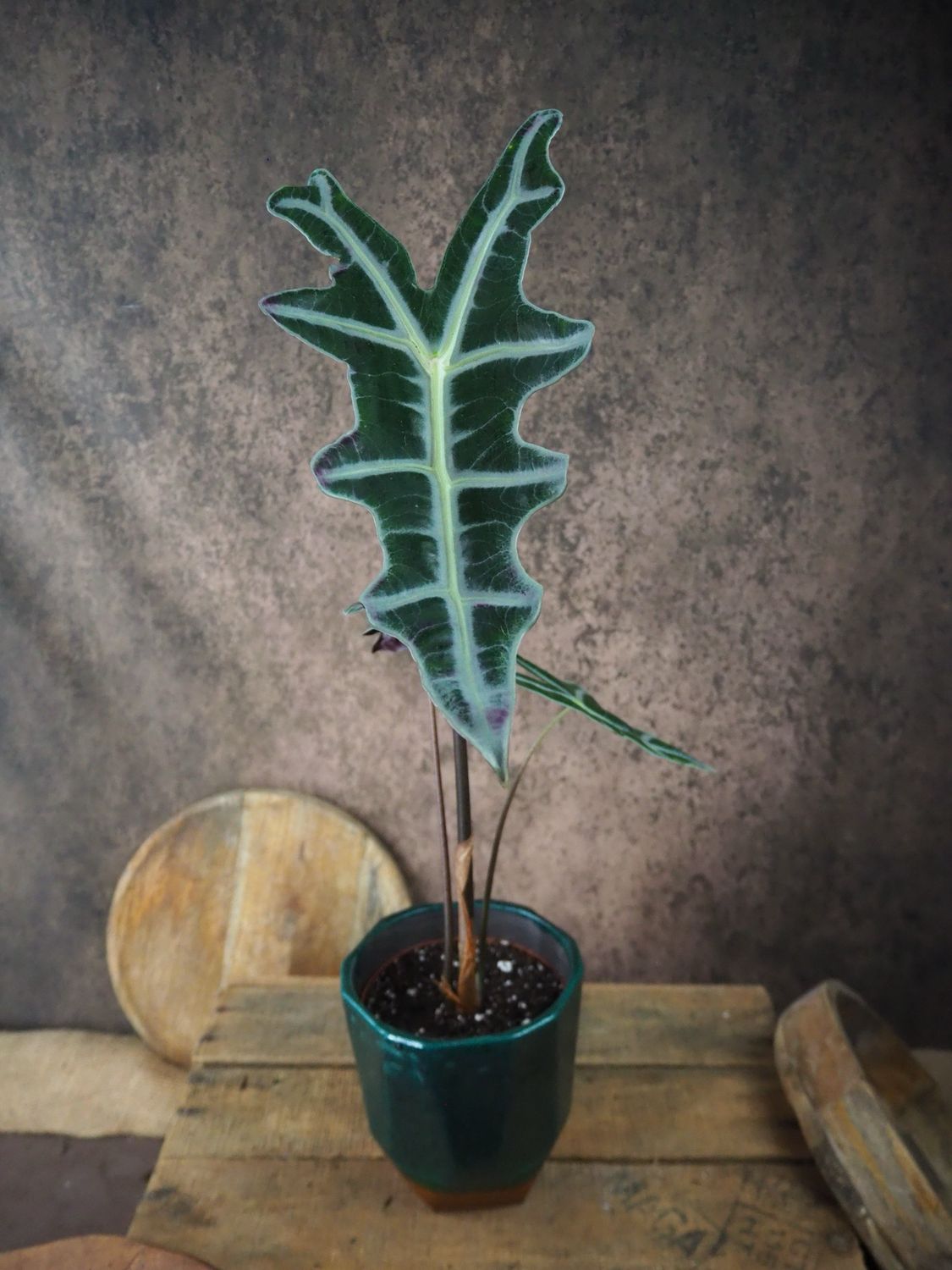 Alocasia Sanderiana Nobilis