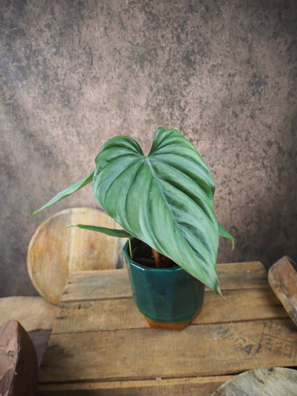 Philodendron sp colombia Philodendron sp colombia