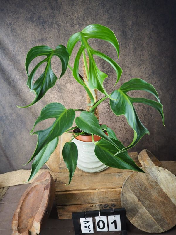 Monstera Burle Marx Flame XL Monstera Burle Marx Flame XL