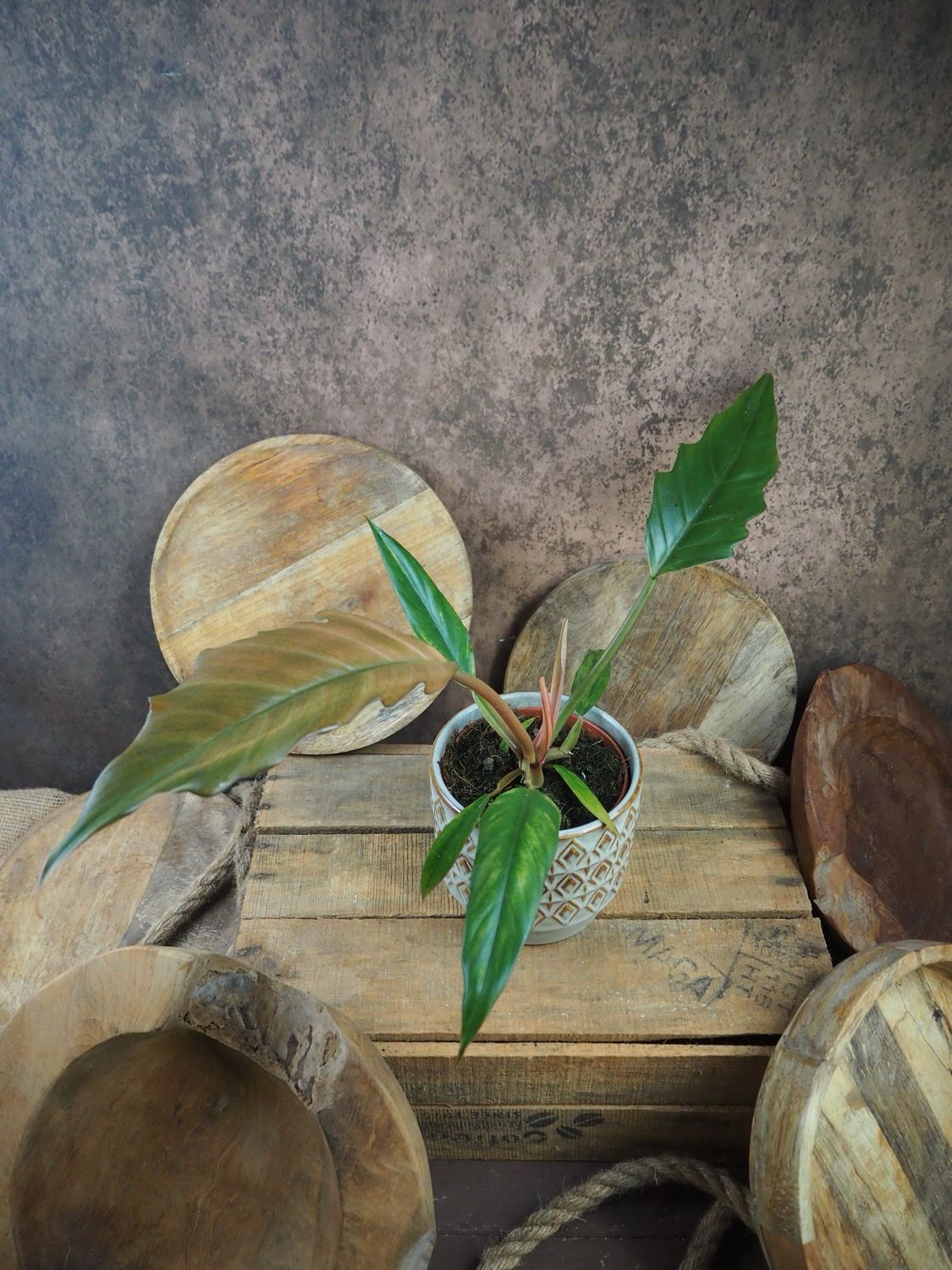 Philodendron Choco Empress