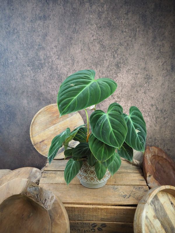 Philodendron El Choco Red BIG Philodendron El Choco Red BIG