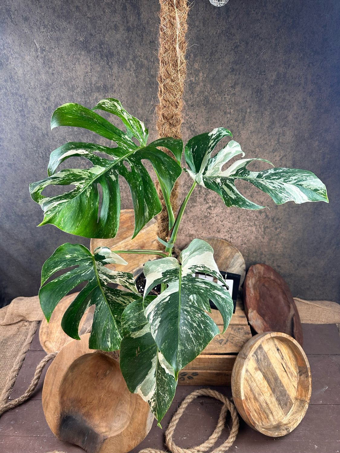 Monstera Deliciosa Albo Variegata #3