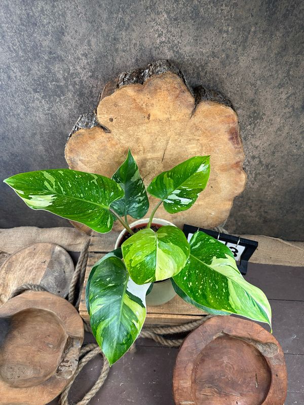 Philodendron Aurea Tricolor #3 Philodendron Aurea Tricolor #3