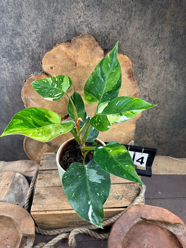 Philodendron Aurea Tricolor #4 Philodendron Aurea Tricolor #4