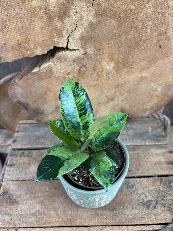 Ficus elastica Shivereana Moonshine Ficus elastica Shivereana Moonshine