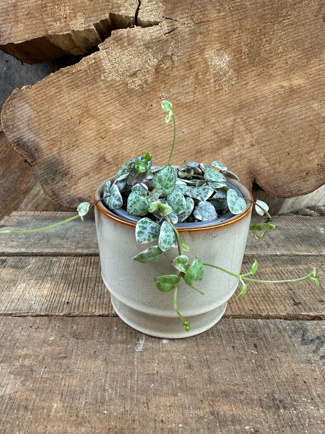 Ceropegia woodii variegata "String of Hearts"