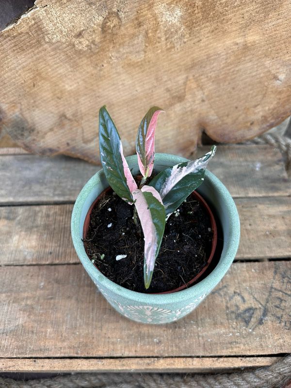 Ficus sagittata pink variegata Ficus sagittata pink variegata