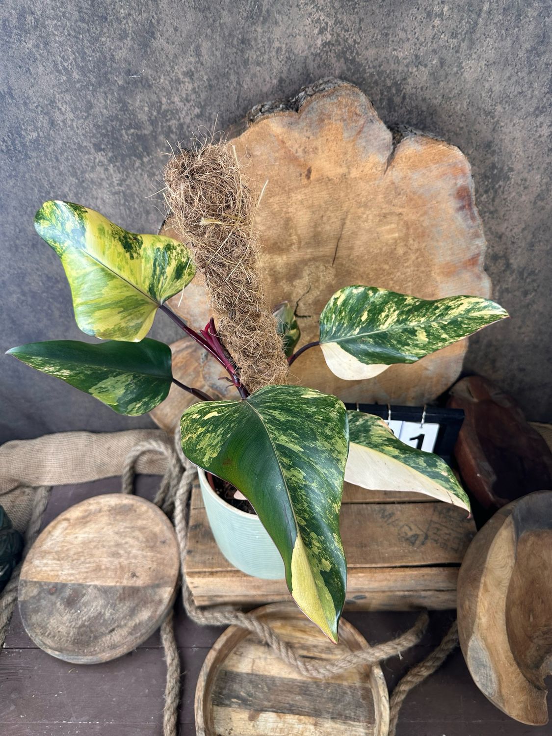 Philodendron Strawberry Shake #I