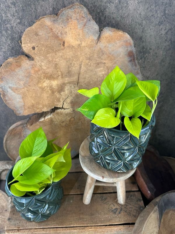 Scindapsus aureum Scindapsus aureum "Golden Photos" / "Neon"