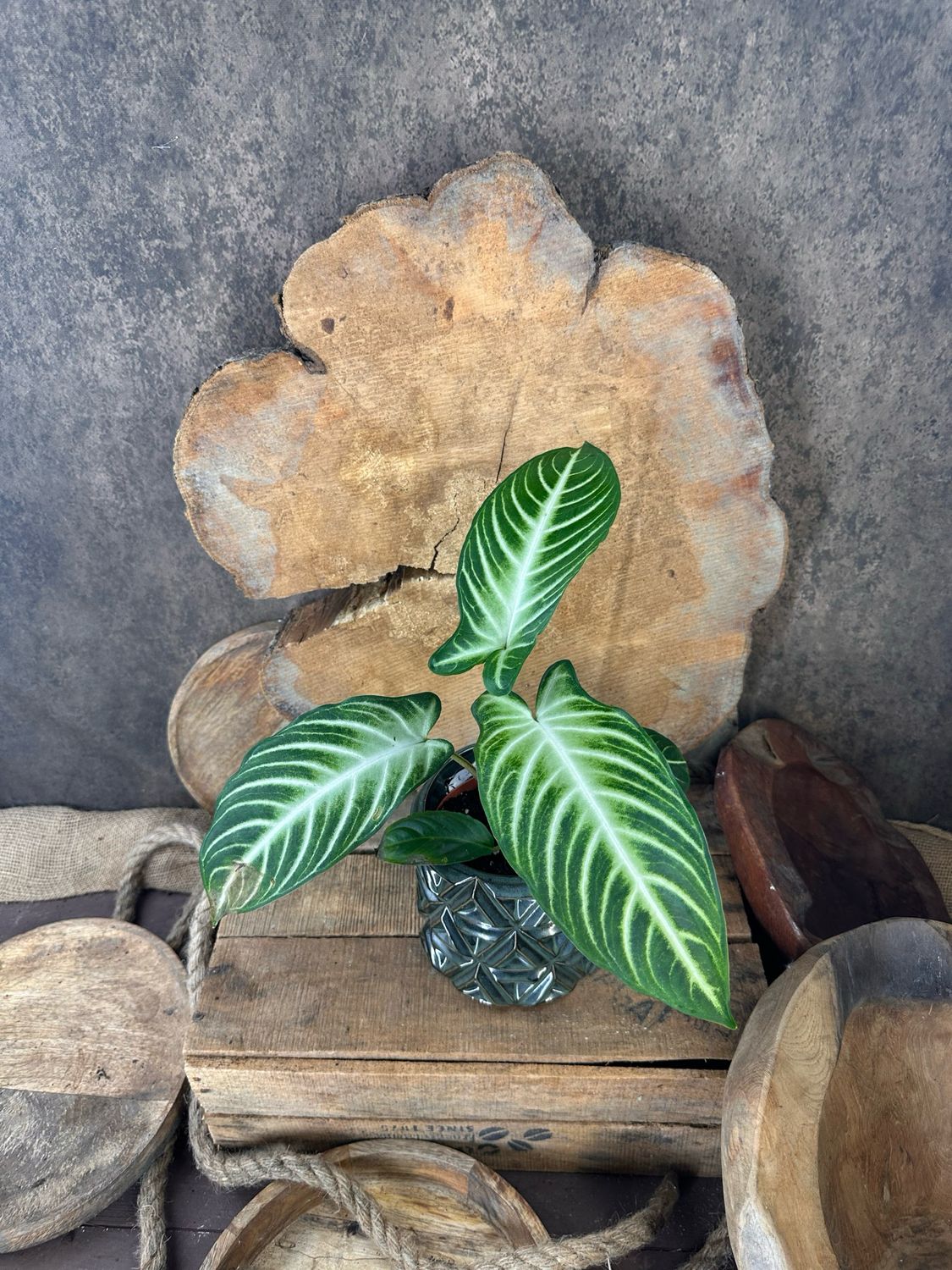 Xanthosoma Lindenii "Angel Wings"