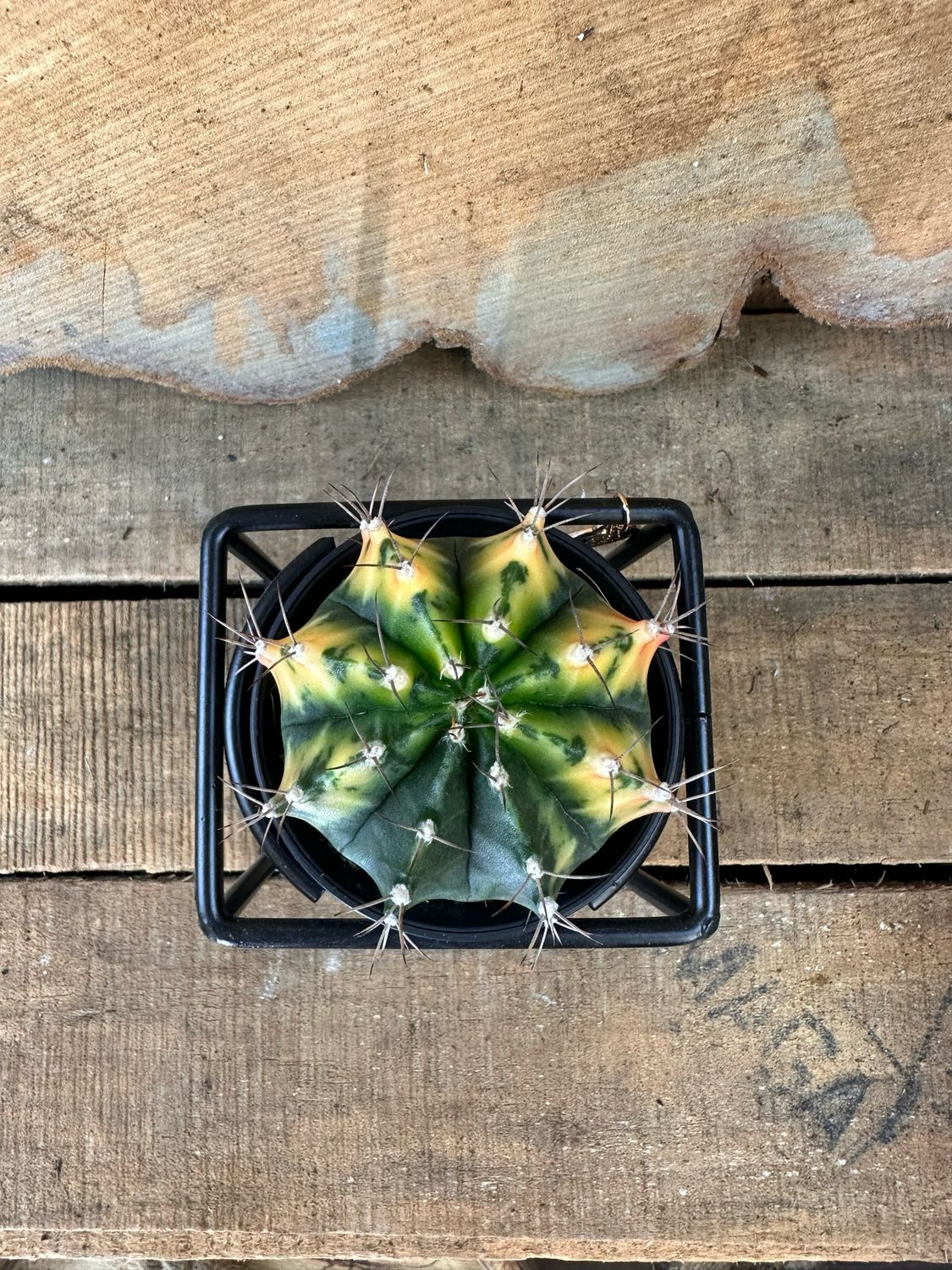 Mondkaktus - Gymnocalycium mihanovichii variegata #5