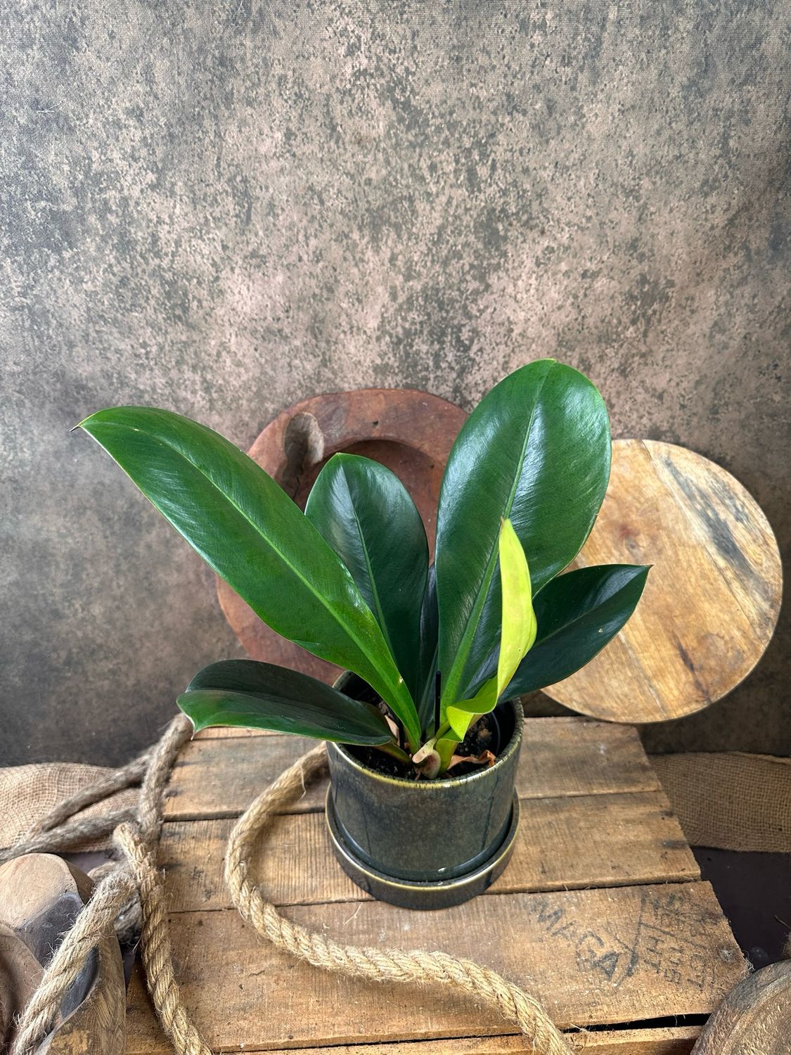 Philodendron linnaei kunth