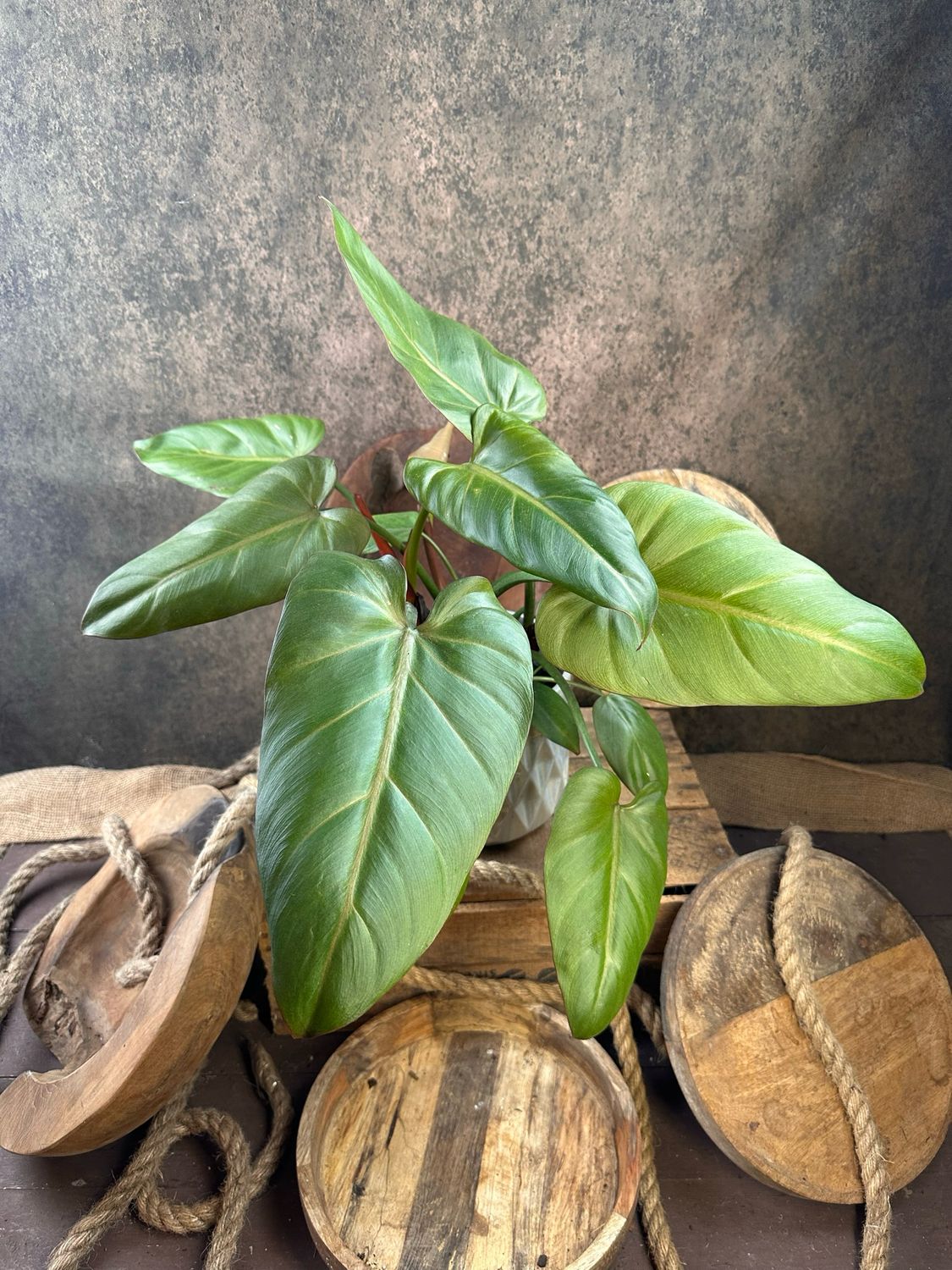 Philodendron Summer Glory