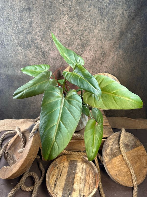 Philodendron Summer Glory