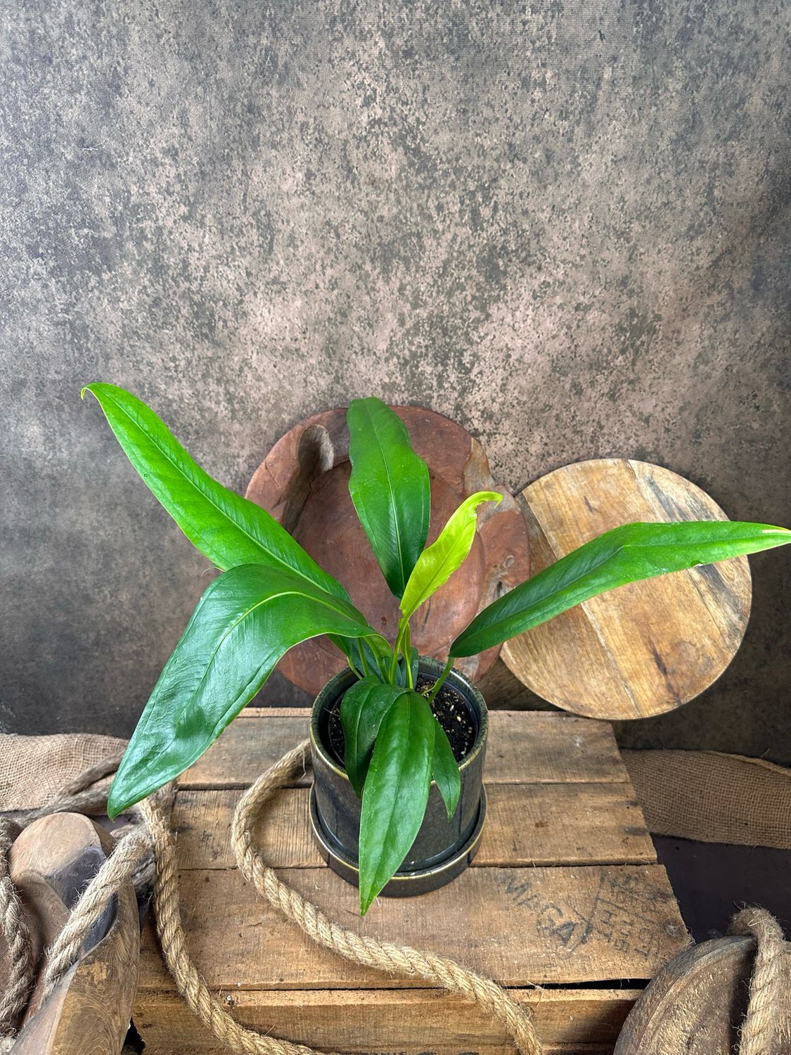 Anthurium bakeri