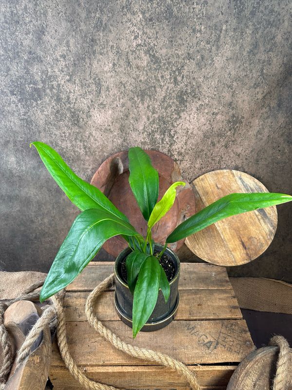 Anthurium bakeri