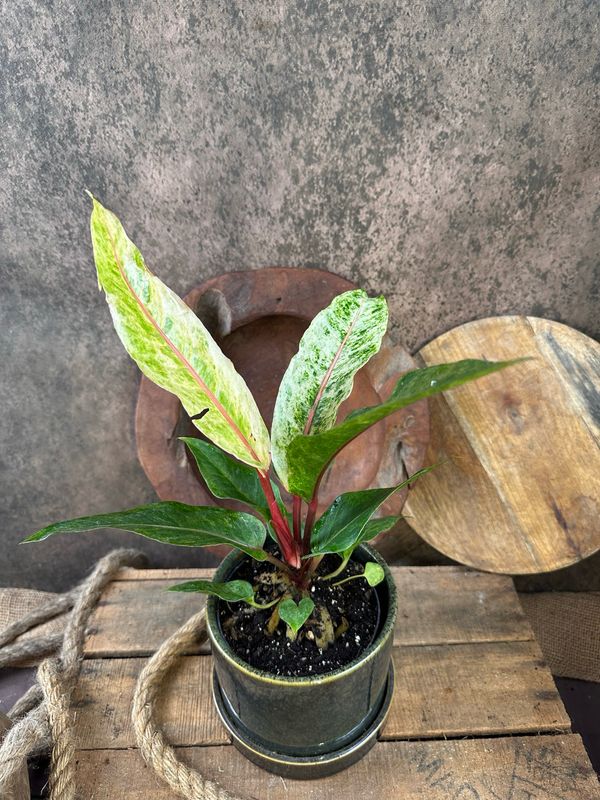 Anthurium Renaissance Variegata Anthurium Renaissance Variegata