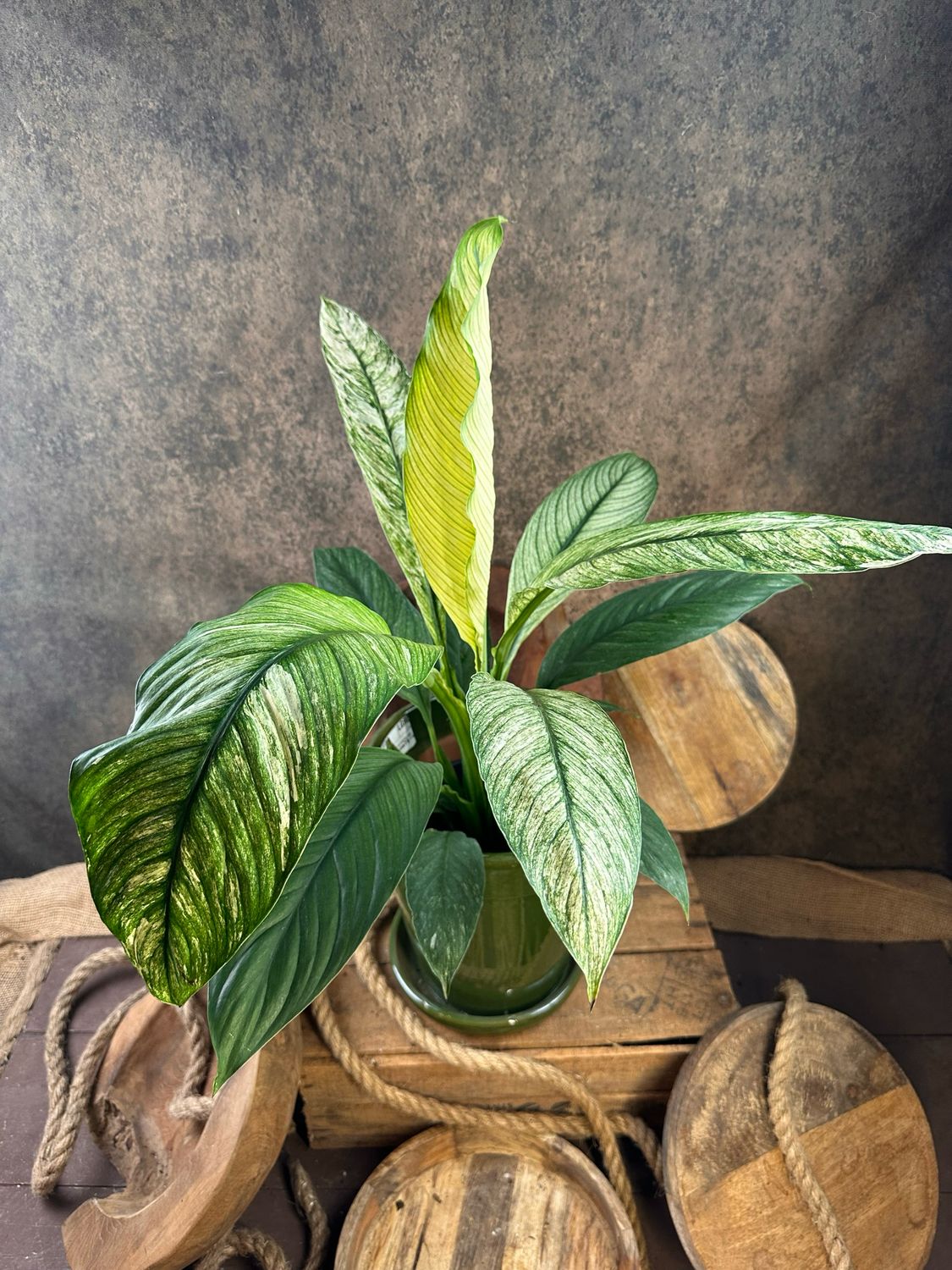 Spathiphyllum Sensation Variegata