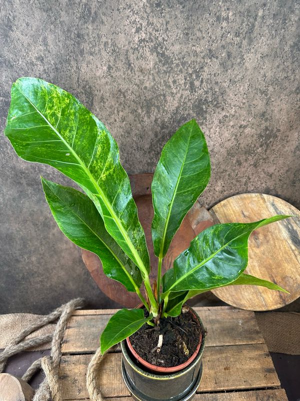 Anthurium hookerii Variegata 