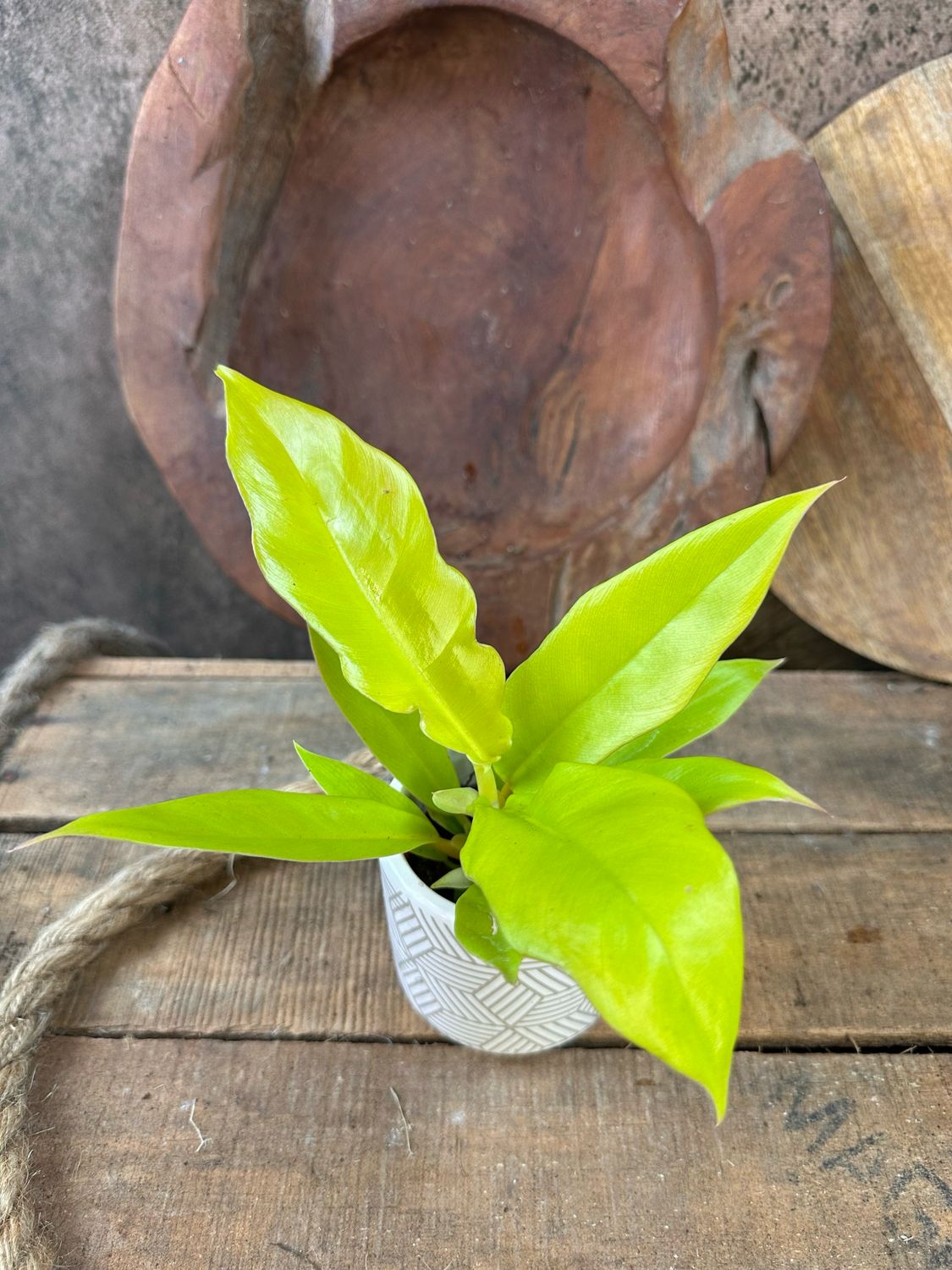 Philodendron Golden Crocodile