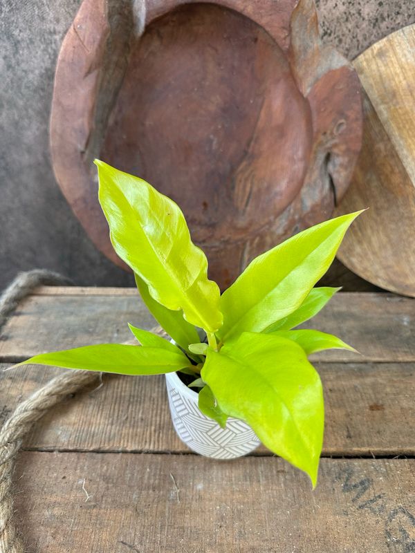 Philodendron Golden Crocodile