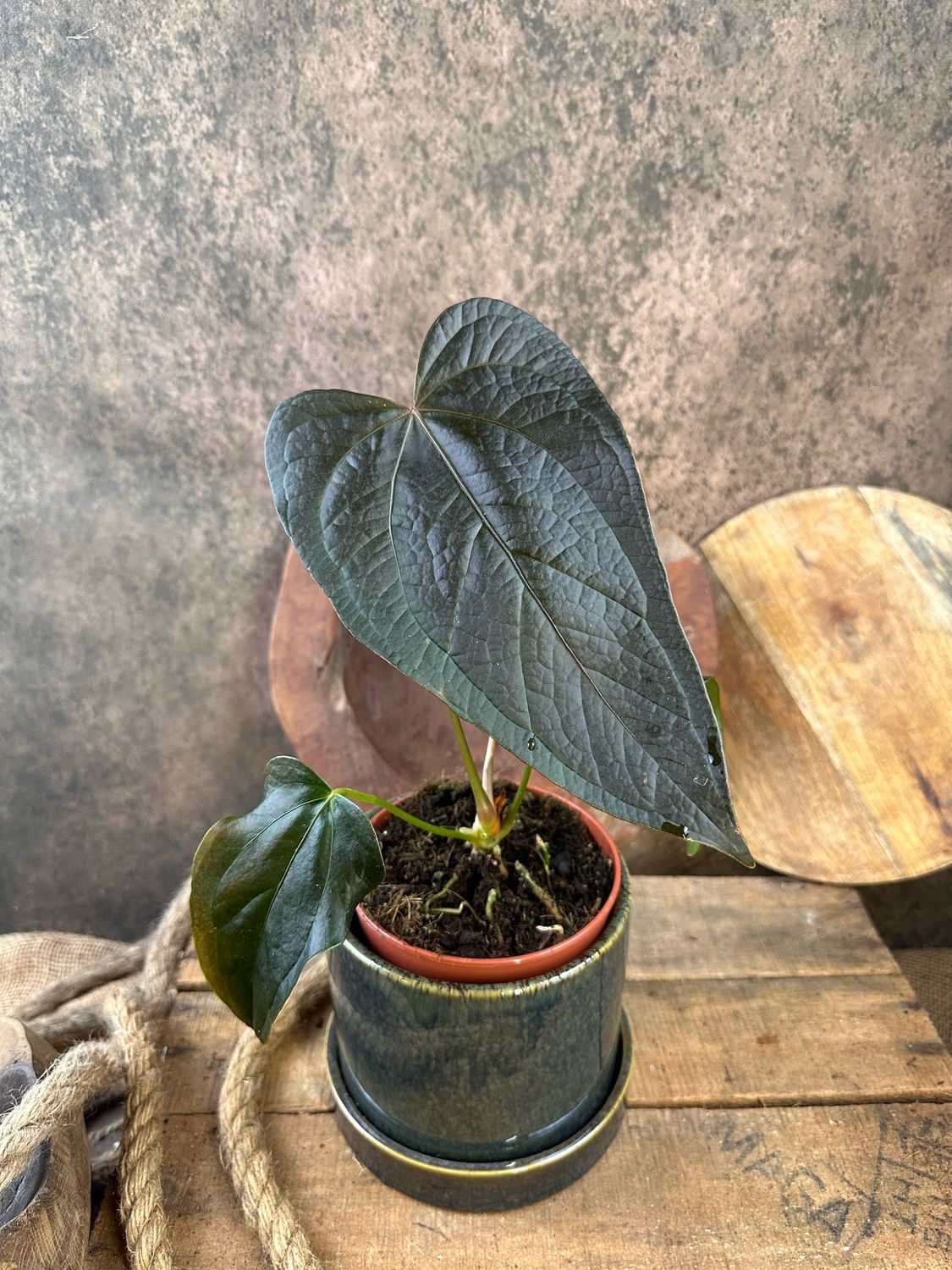 Anthurium Queen of Hearts