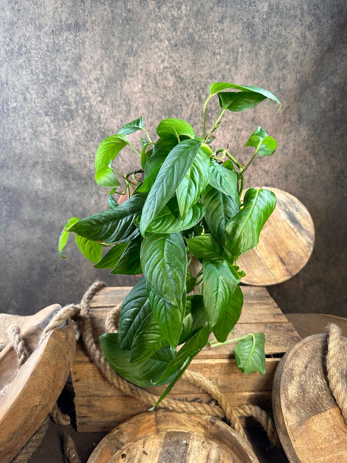 Monstera sp