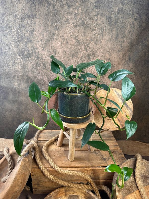 Epipremnum pinnatum ‚Dark‘