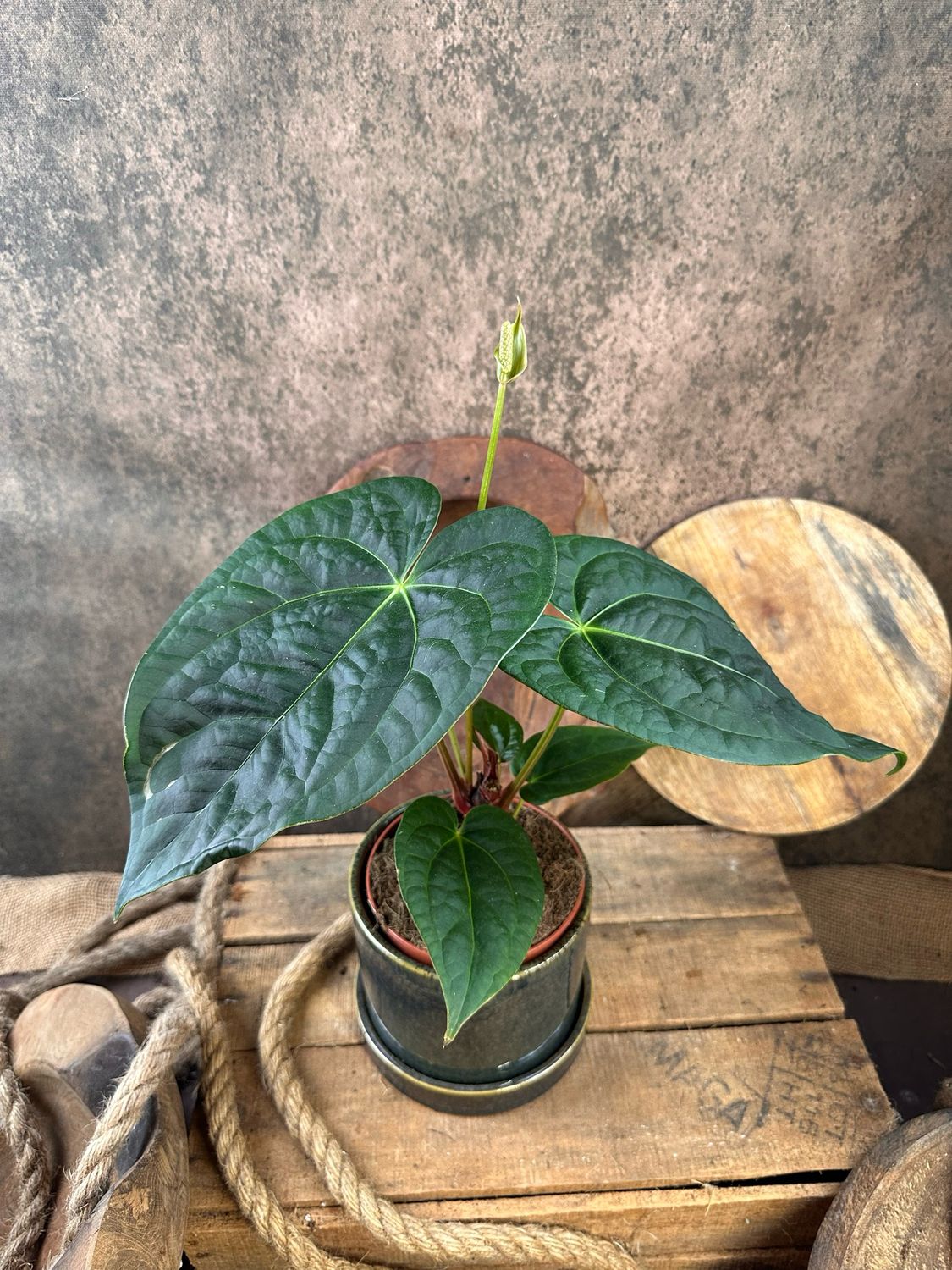 Anthurium Luxurians x Forgetii