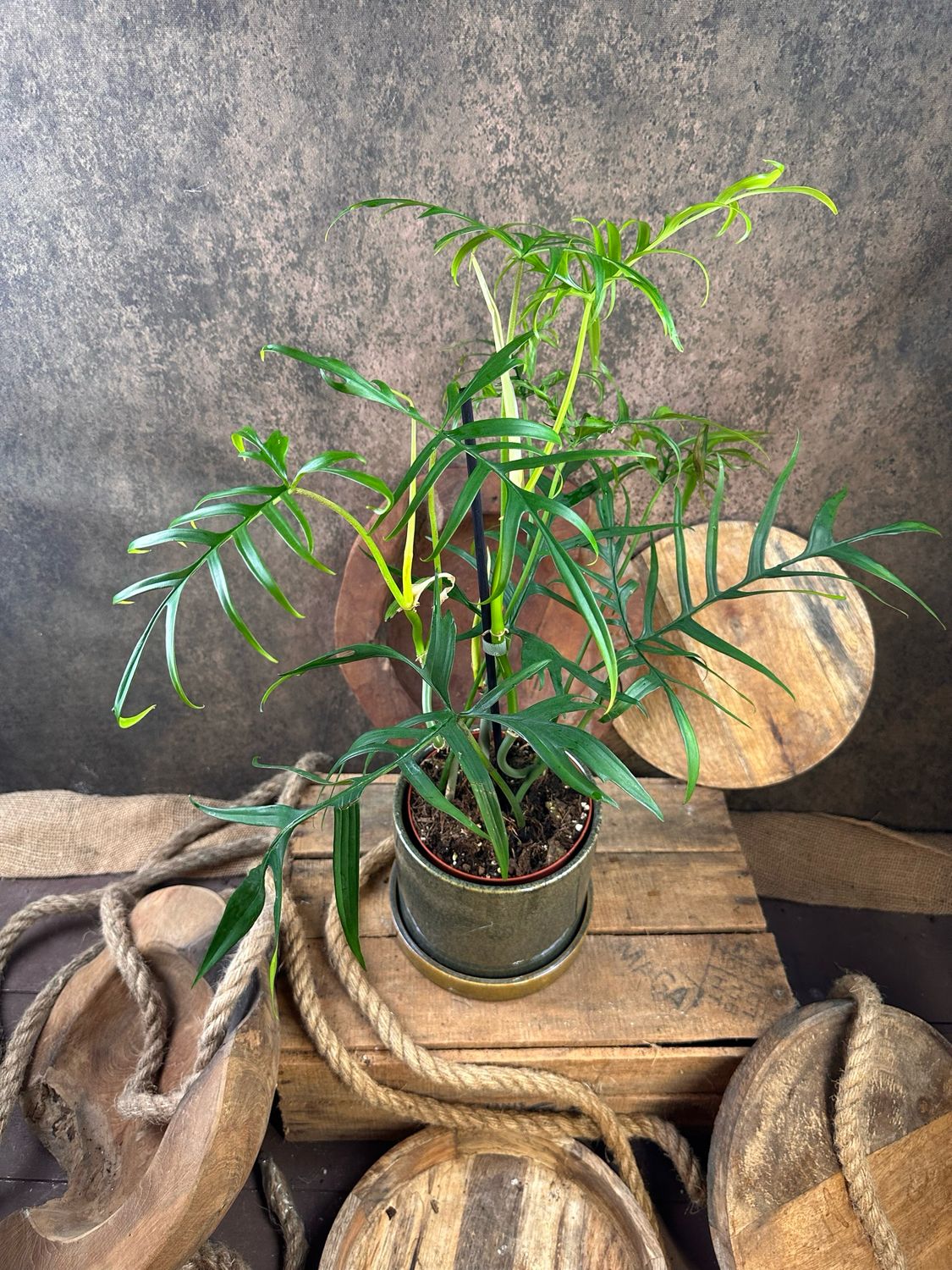 Philodendron polypodioides