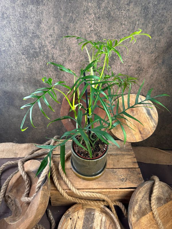 Philodendron polypodioides