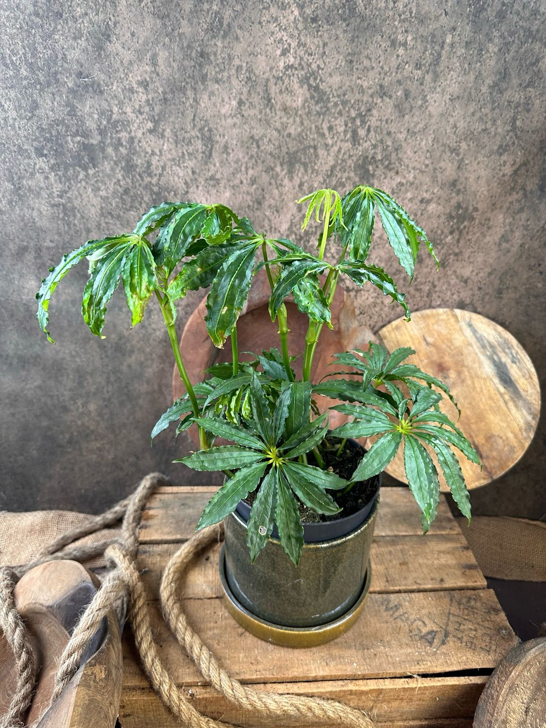 Anthurium polyschistum „Tweet“
