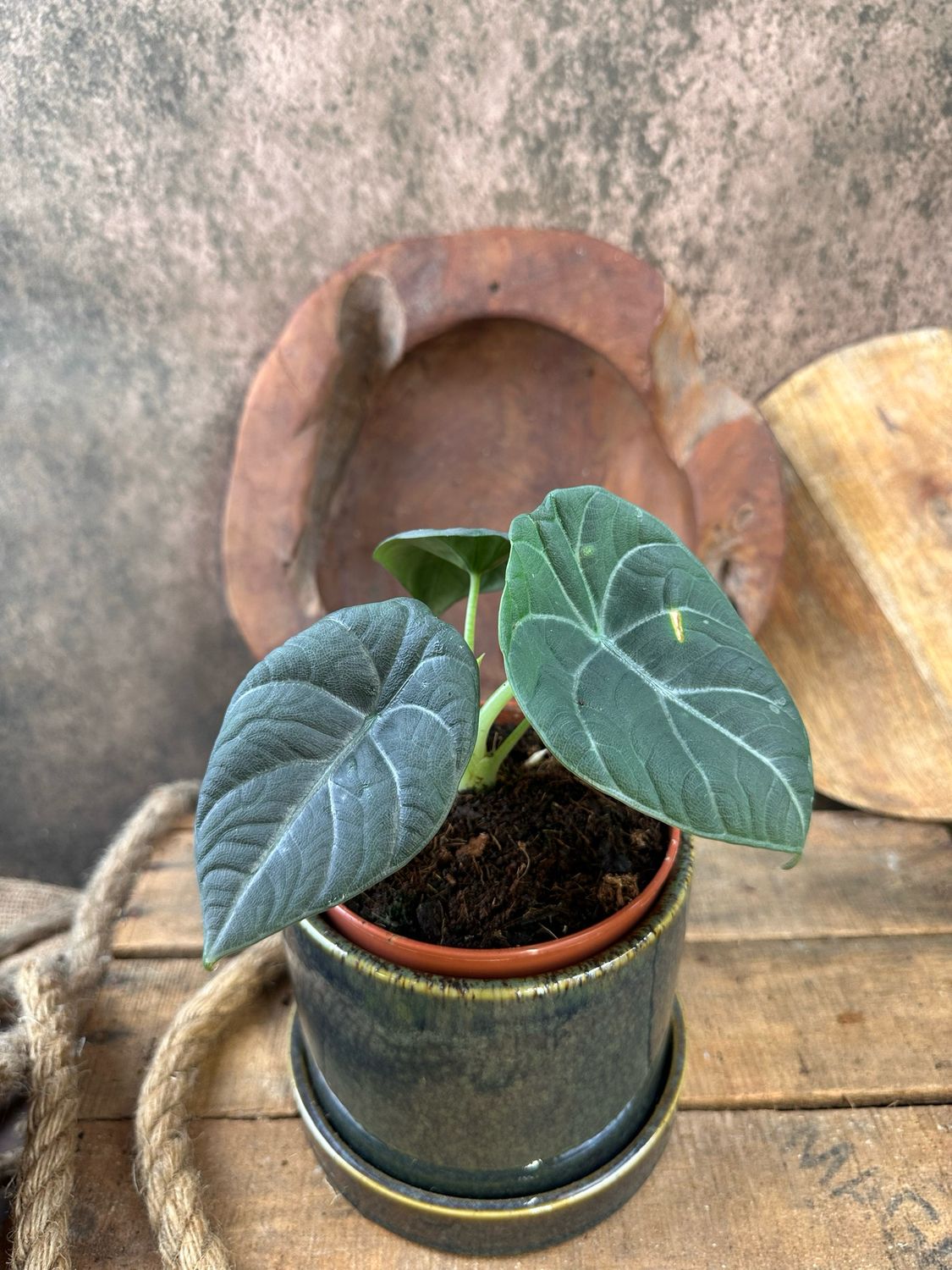 Alocasia Maharani