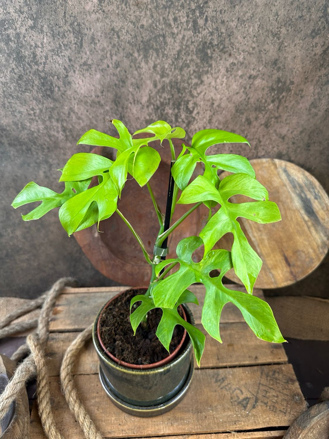 Rhaphidophora tetrasperma ‚Goldrush‘