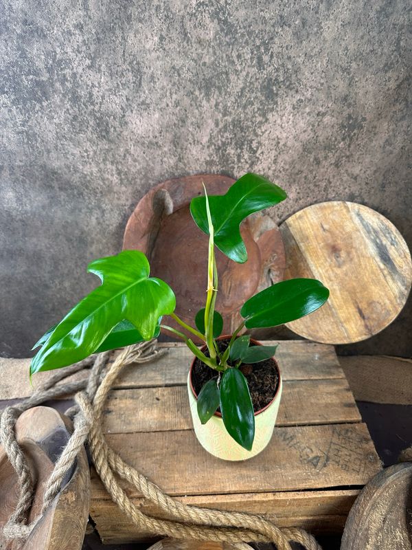 Philodendron Florida Green