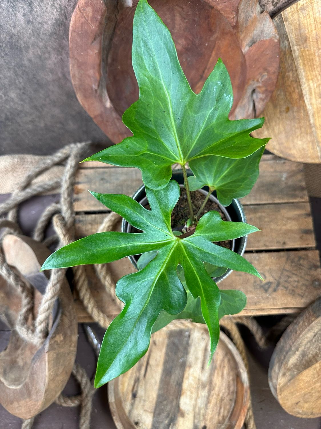 Anthurium podophyllum