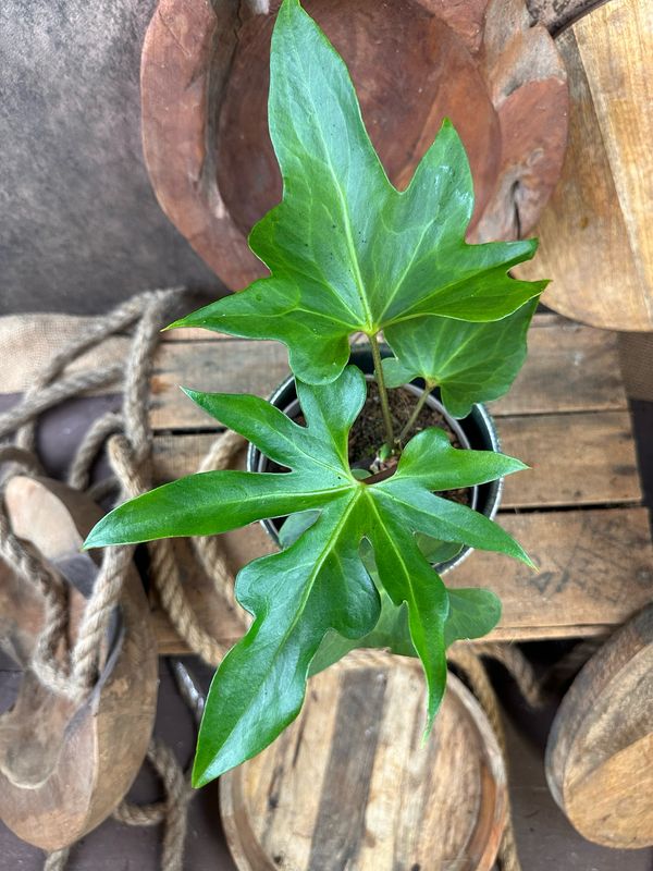 Anthurium podophyllum