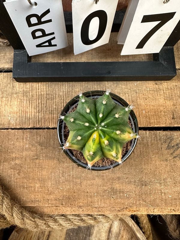 Mondkaktus - Gymnocalycium mihanovichii variegata #S7 Mondkaktus - Gymnocalycium mihanovichii variegata #S7