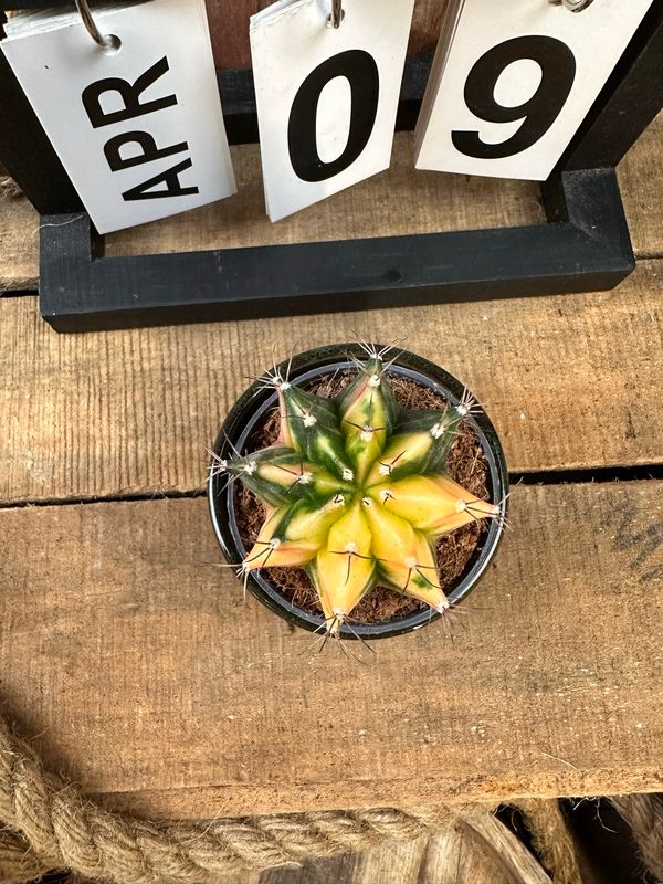 Mondkaktus - Gymnocalycium mihanovichii variegata #S9 Mondkaktus - Gymnocalycium mihanovichii variegata #S9