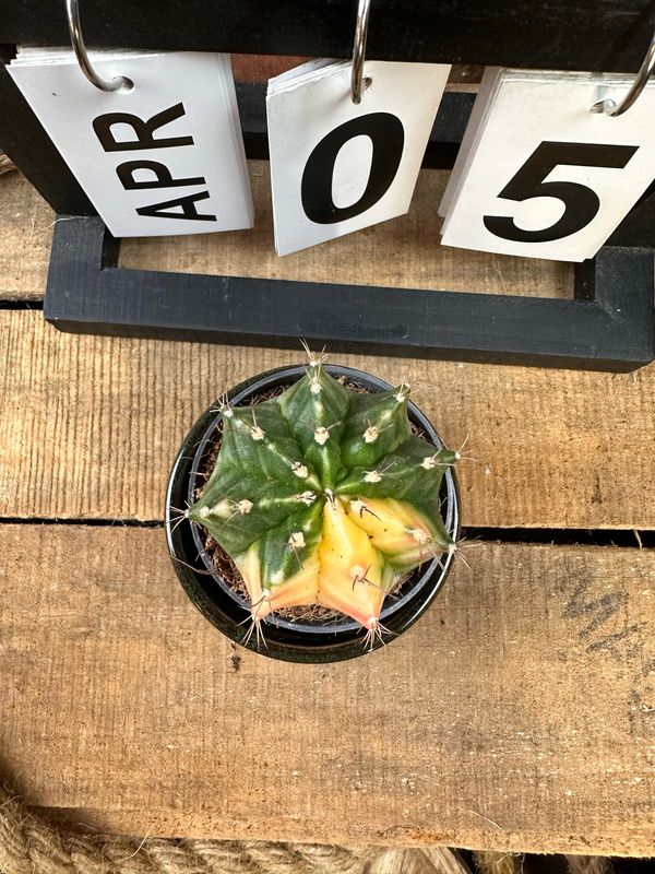 Mondkaktus - Gymnocalycium mihanovichii variegata #S5 Mondkaktus - Gymnocalycium mihanovichii variegata #S5